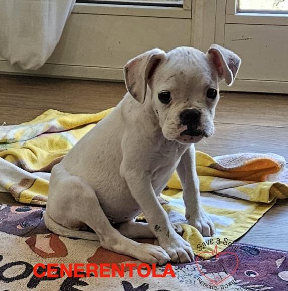 Cenerentola cucciola di boxer di 2 mesi in adozione Foto 2